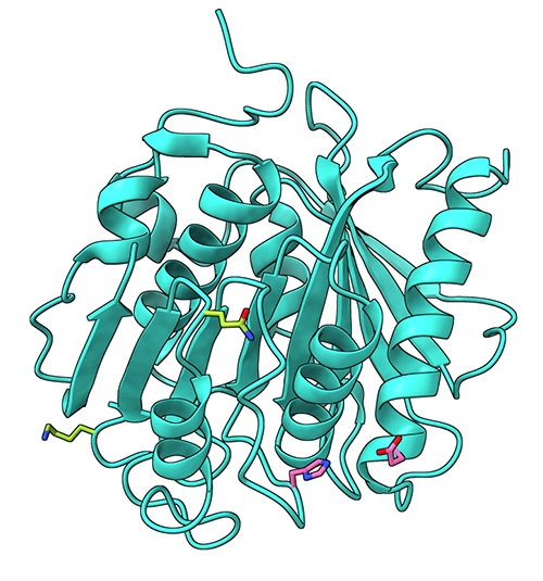 engineering-enzymes-to-tackle-plastic-waste-advanced-photon-source